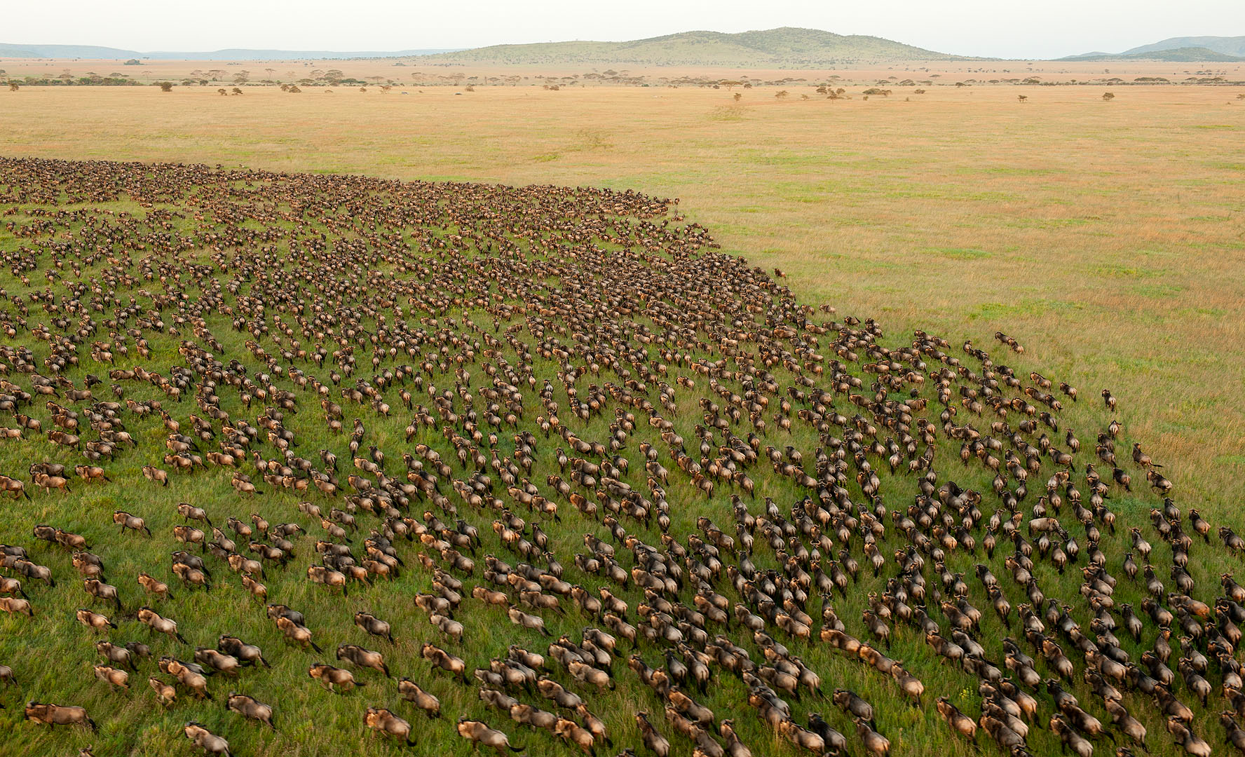 Real travel image for Northern Serengeti River Crossing Safari