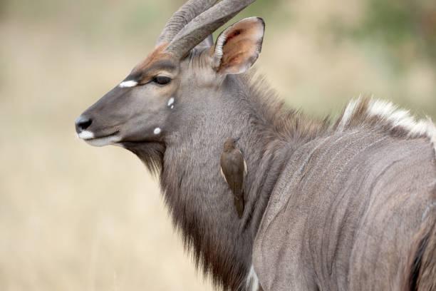 Nyala Tanzania safari guide image 1