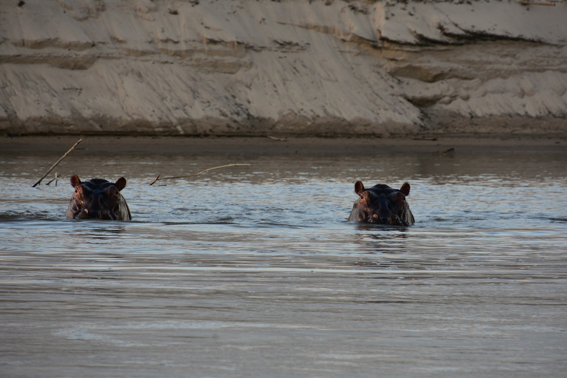 Real travel image for Nyerere vs Ruaha Which Southern Tanzania Safari Fits Better?