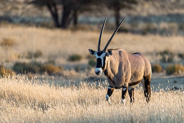 Oryx Tanzania safari guide image 2