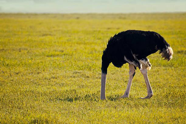 Ostrich Bird Tanzania safari guide image 1
