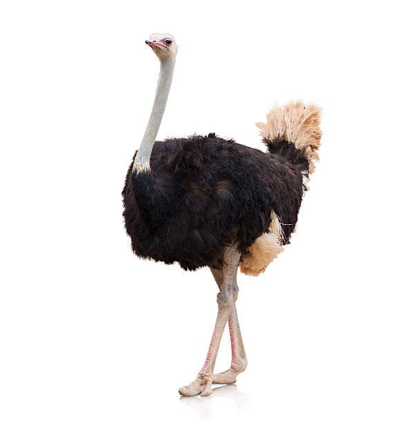 Ostrich Bird Tanzania safari guide image 2