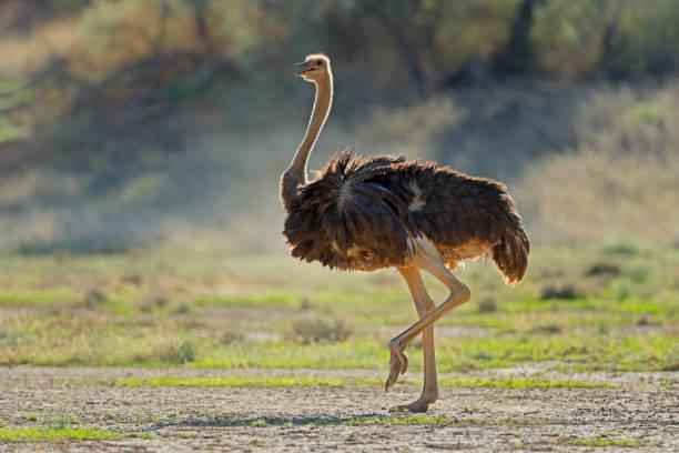 Ostrich Tanzania safari guide image 2