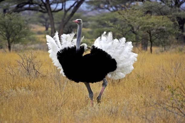 Ostrich Tanzania safari guide image 3