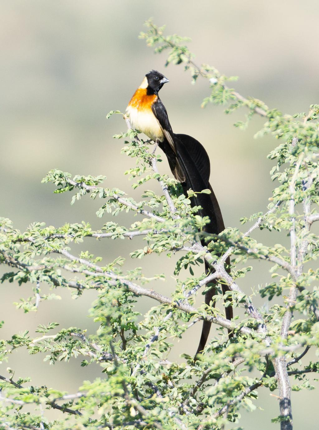 Paradise whydah bird image 1 for Tanview Safaris birdwatching guide