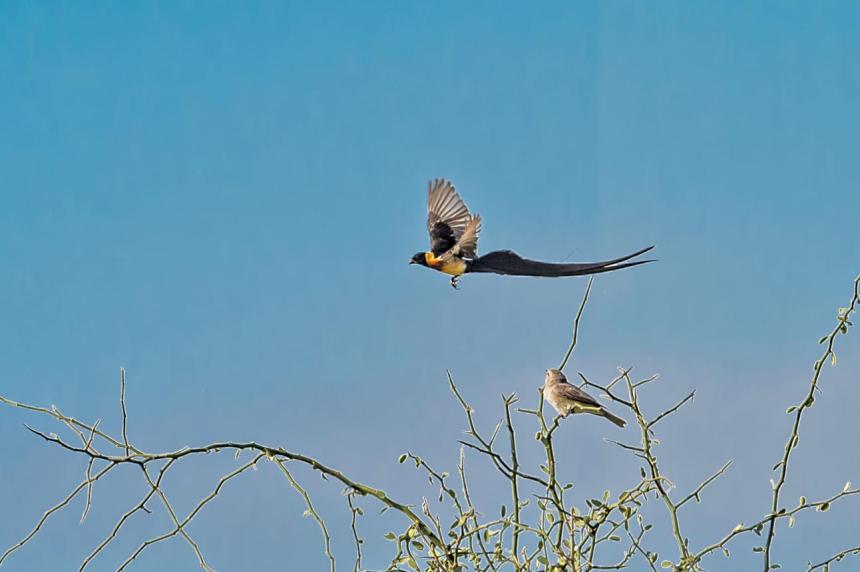 Paradise whydah bird image 2 for Tanview Safaris birdwatching guide