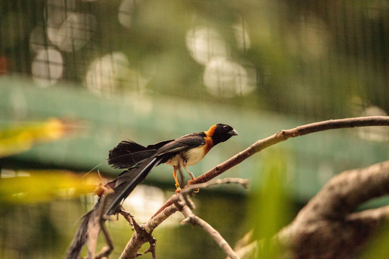 Paradise whydah bird image 3 for Tanview Safaris birdwatching guide
