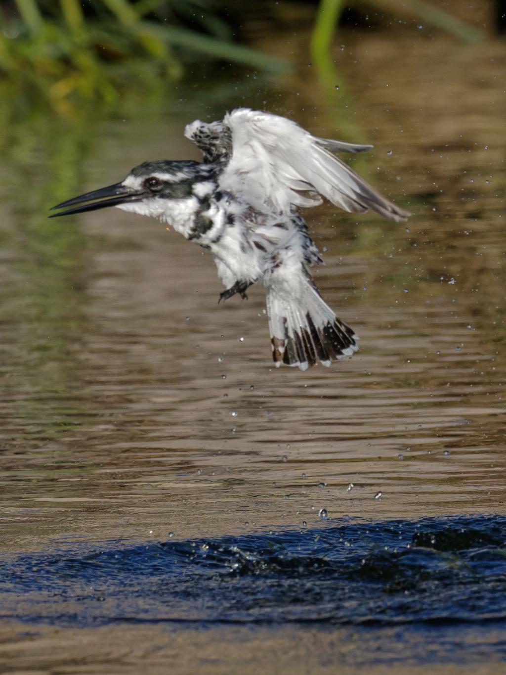 Pied kingfisher bird image 1 for Tanview Safaris birdwatching guide