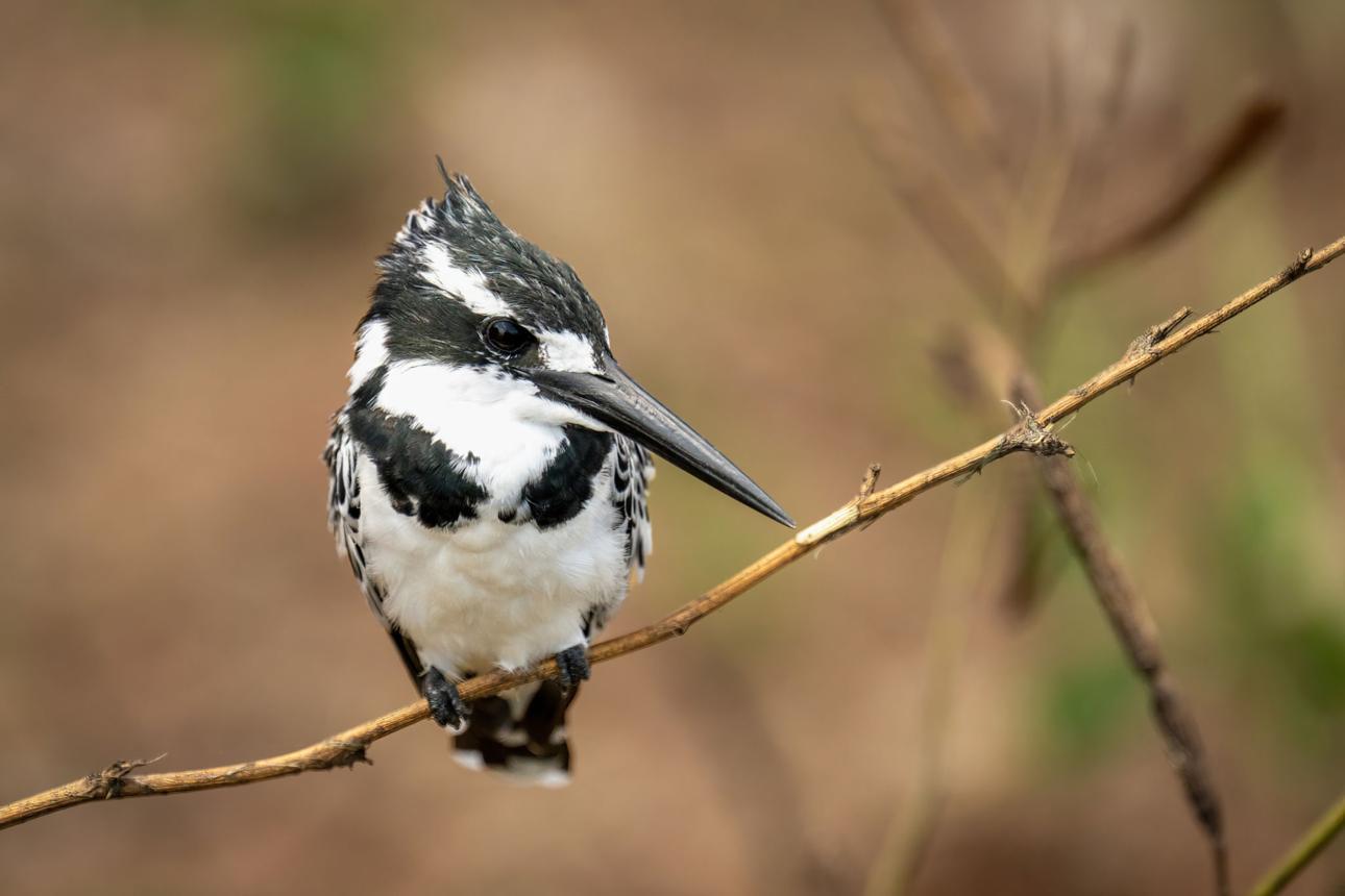 Pied kingfisher bird image 3 for Tanview Safaris birdwatching guide