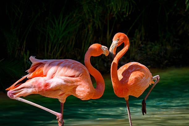 Pink Flamingos Tanzania safari guide image 1