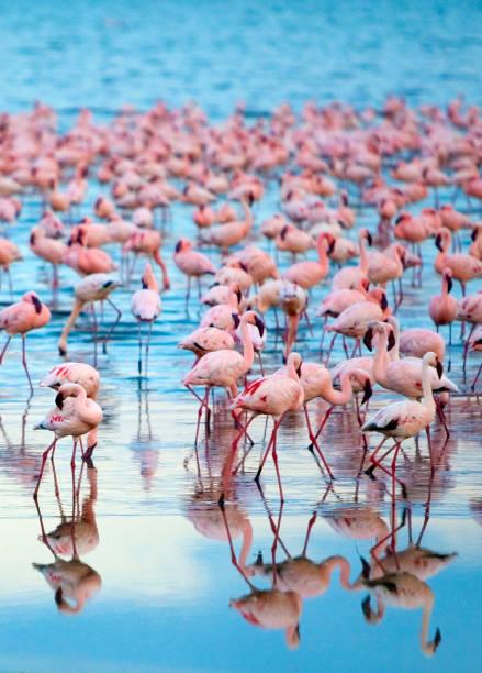 Pink Flamingos Tanzania safari guide image 3