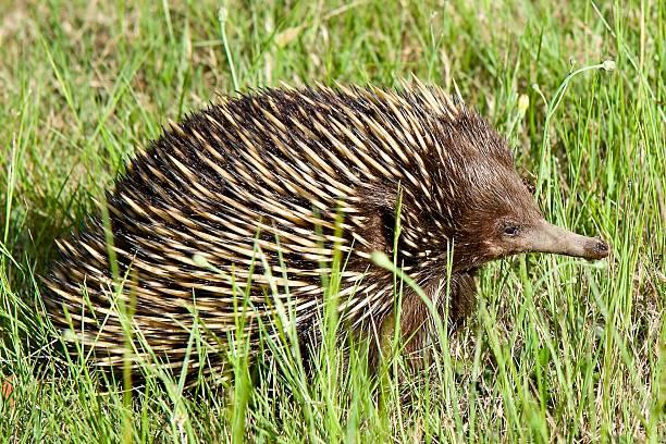 Porcupine Tanzania safari guide image 2