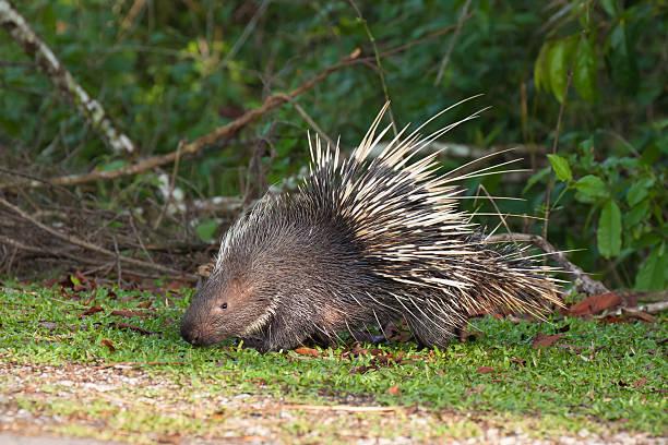 Porcupine Tanzania safari guide image 3