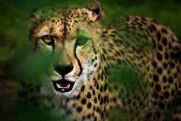 Predators of Tanzania Tanzania safari guide image 2