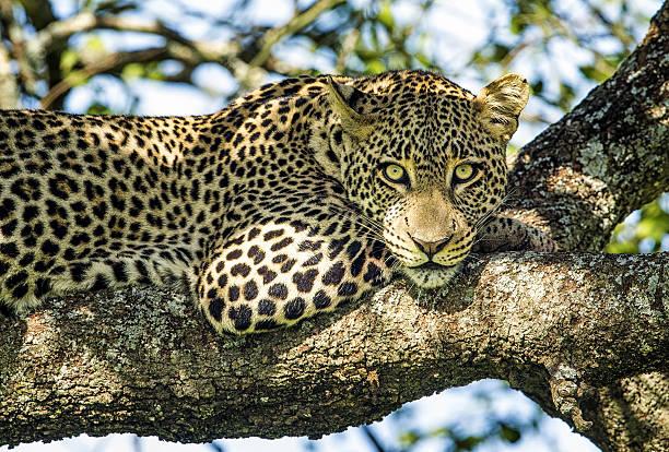 Predators of Tanzania Tanzania safari guide image 3