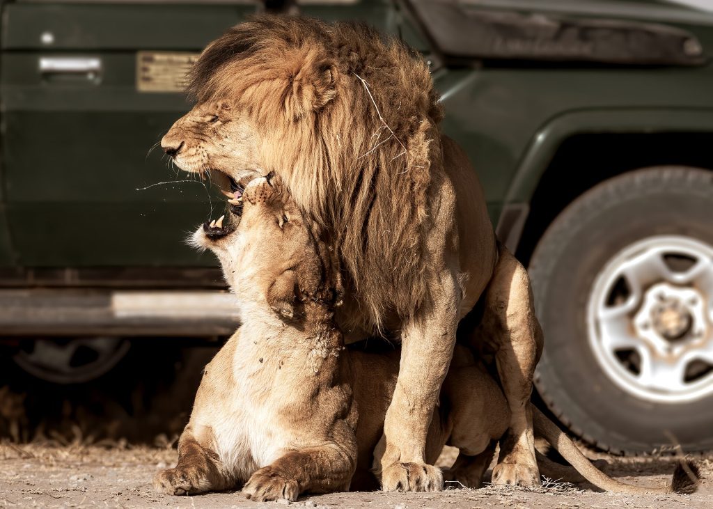Real travel image for Private Photography Safari Tanzania