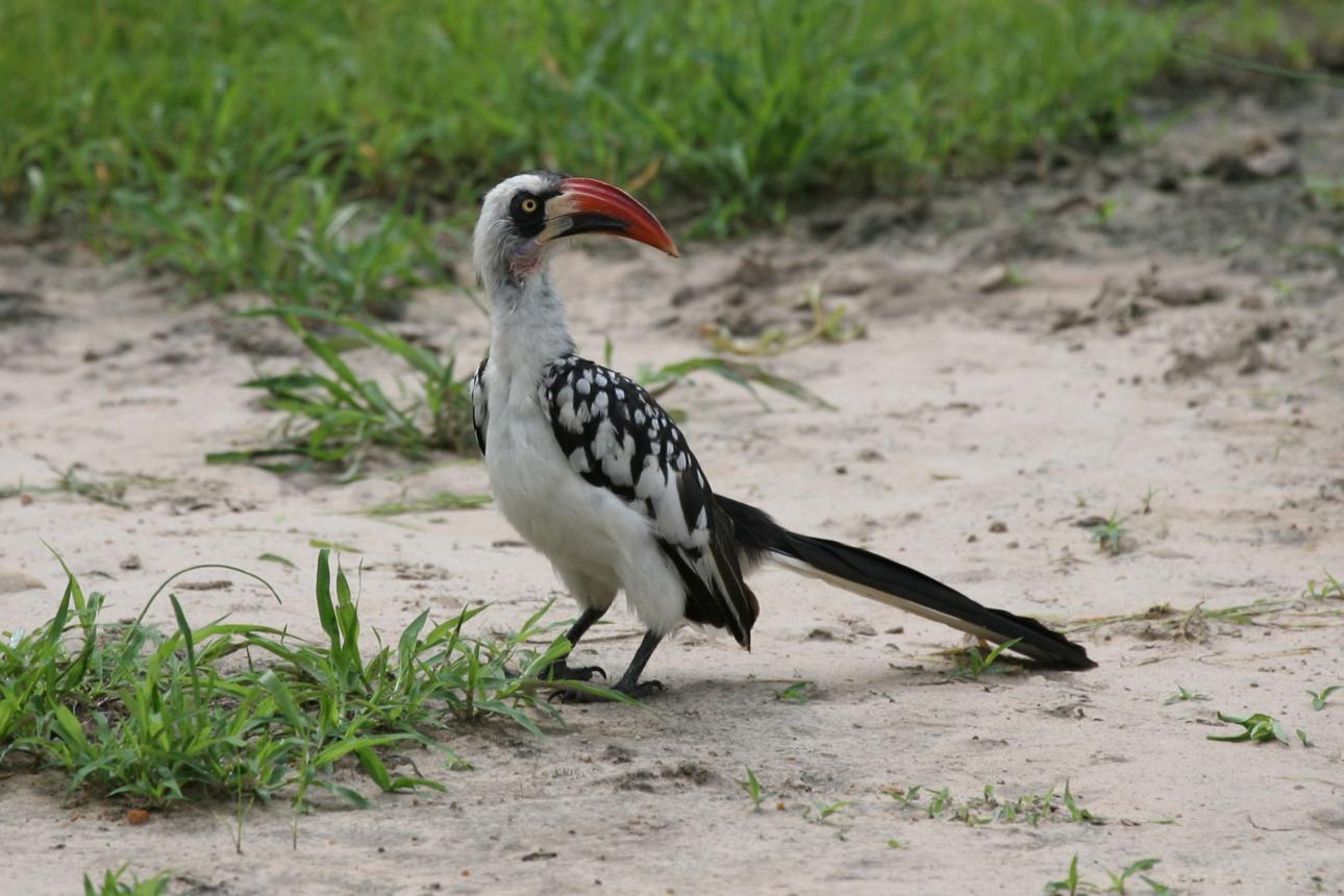 Red-billed hornbill bird image 3 for Tanview Safaris birdwatching guide