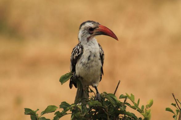 Red-billed hornbill bird image 1 for Tanview Safaris birdwatching guide