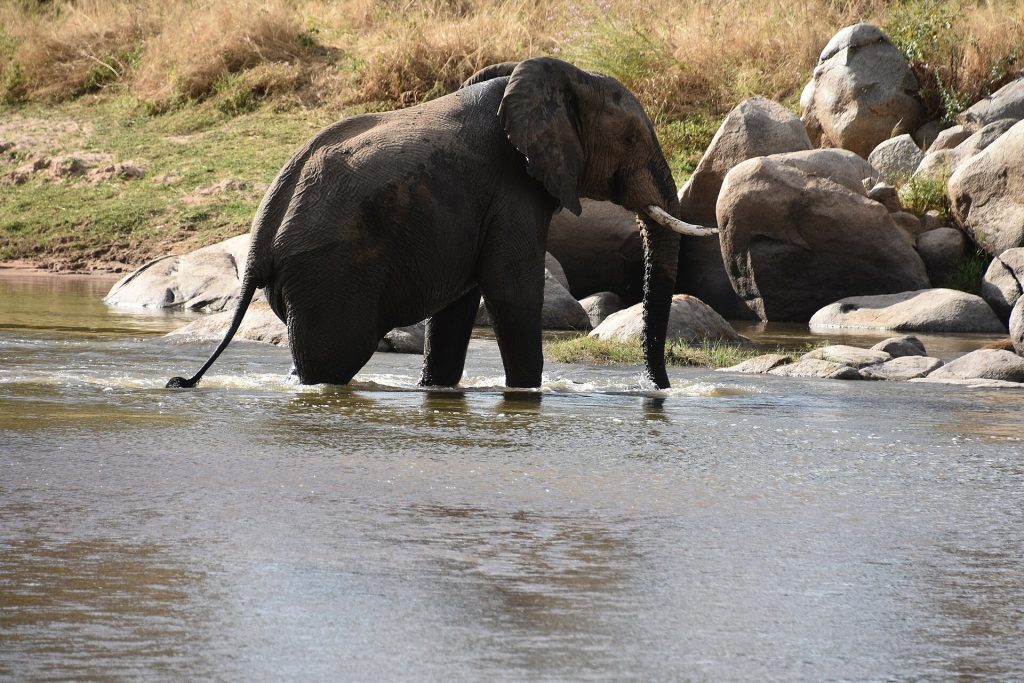 Real travel image for Ruaha Fly-In Safari Guide When Flying Improves the Trip