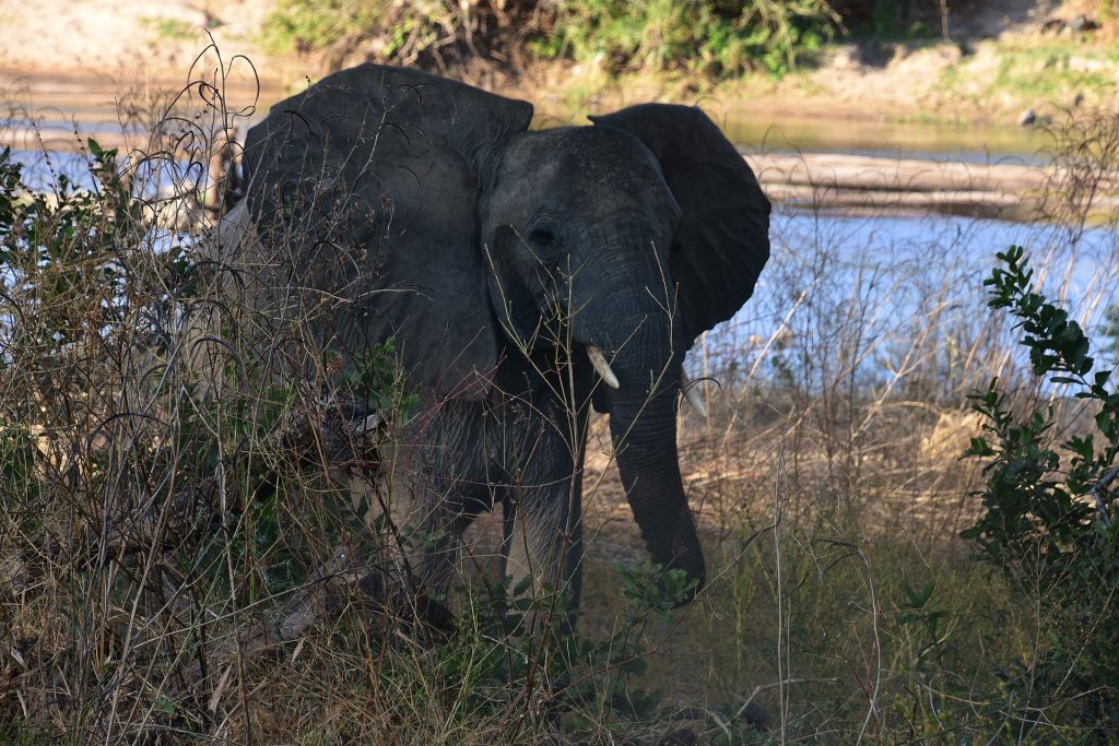 Real travel image for Ruaha National Park Guide Wildlife, Best Time, and Why Southern Tanzania Feels Different