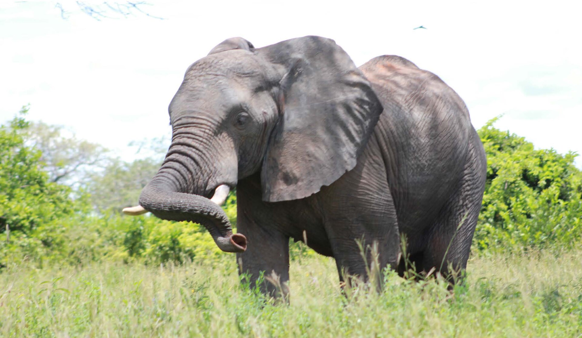 Real travel image for Ruaha Safari Cost Guide What Shapes the Budget Most?