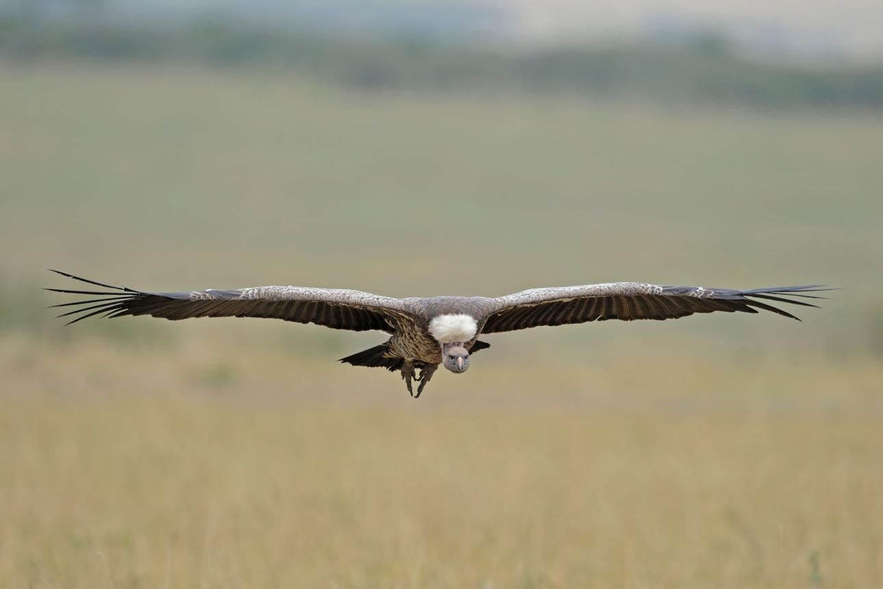 Rüppell's vulture bird image 1 for Tanview Safaris birdwatching guide