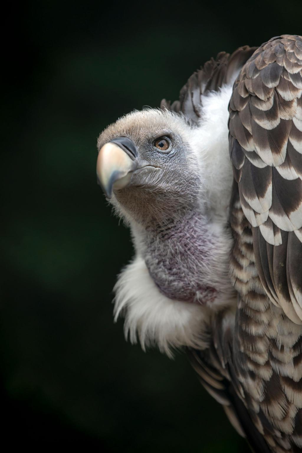 Rüppell's vulture bird image 2 for Tanview Safaris birdwatching guide