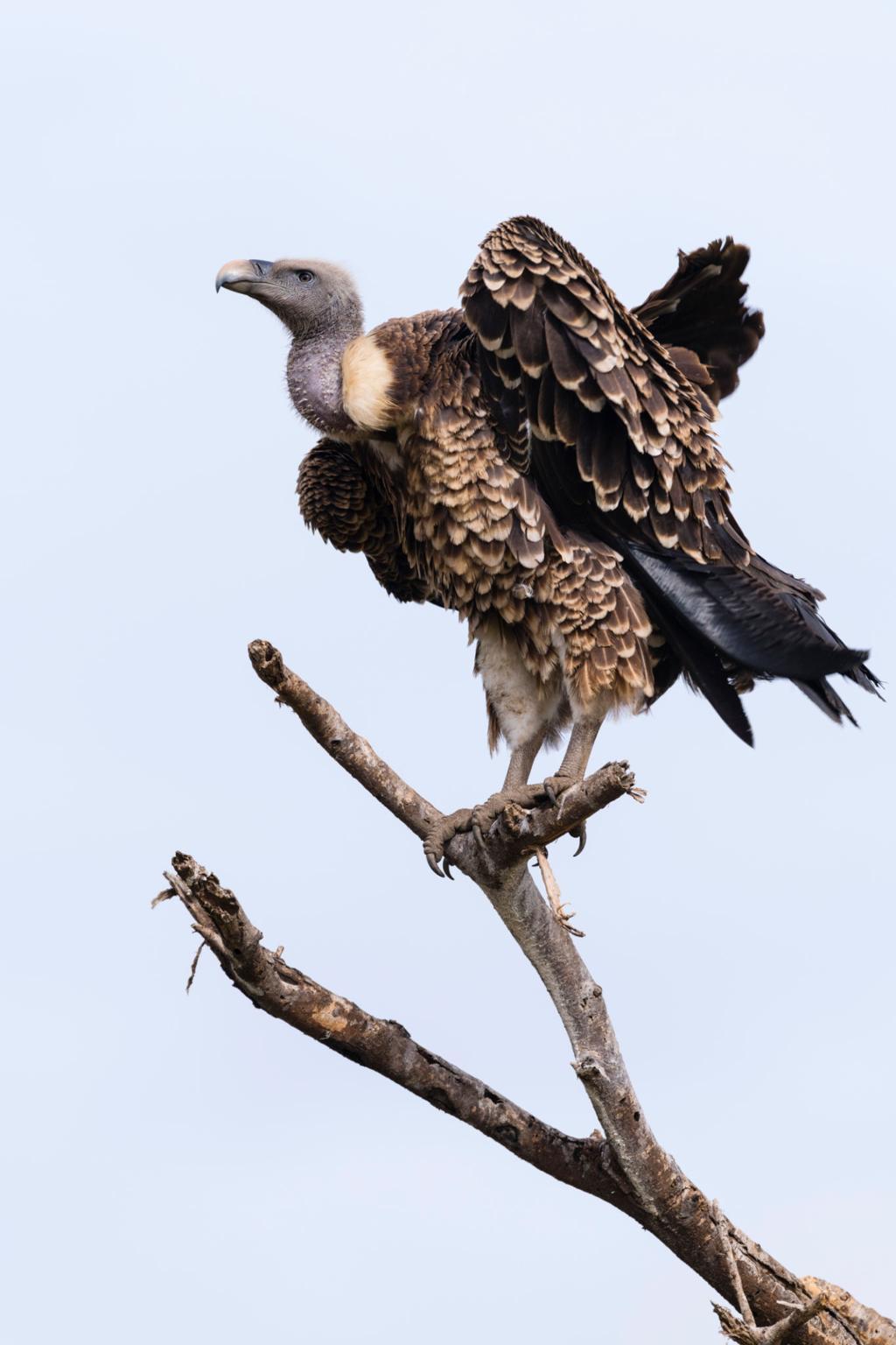 Rüppell's vulture bird image 3 for Tanview Safaris birdwatching guide
