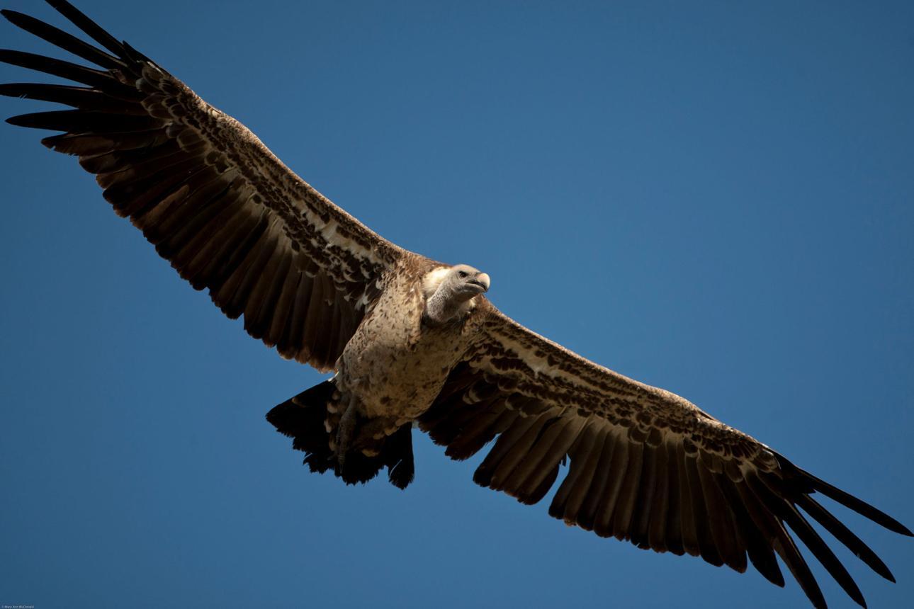 Rüppell's vulture bird image 1 for Tanview Safaris birdwatching guide
