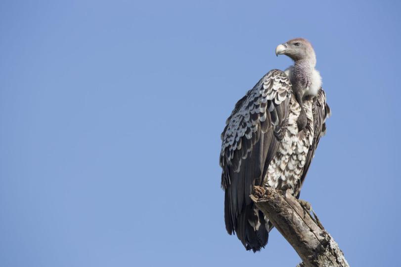 Rüppell's vulture bird image 2 for Tanview Safaris birdwatching guide
