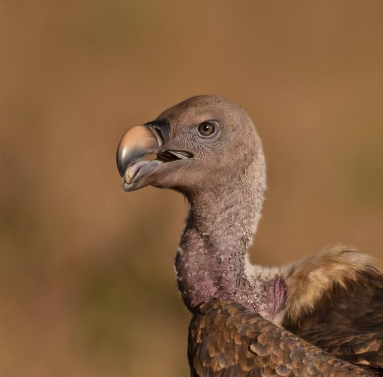 Rüppell's vulture bird image 5 for Tanview Safaris birdwatching guide