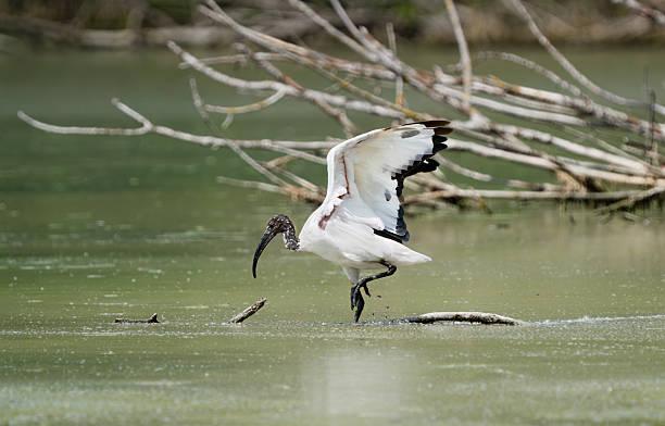Sacred Ibis Tanzania safari guide image 1