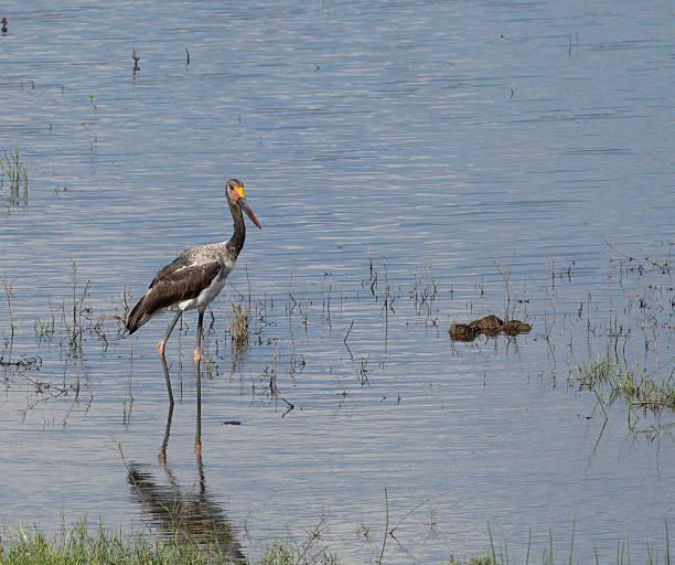 Saddle Tanzania safari guide image 1