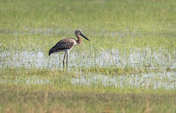 Saddle Tanzania safari guide image 2