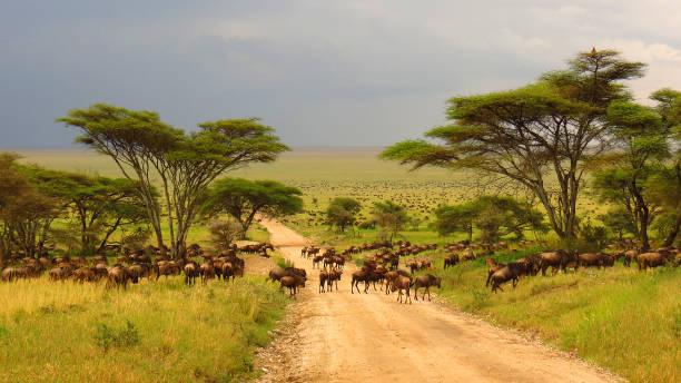 Safari Best Time to Visit Tanzania Tanzania safari guide image 1