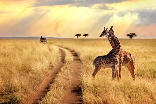 Northern Tanzania safari landscape on a six-day route