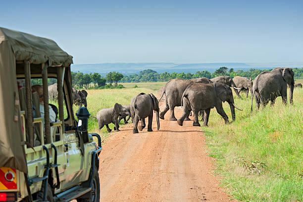Safari in Tanzania Tanzania safari guide image 3