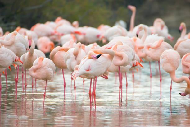 Safari Low Season in Tanzania Tanzania safari guide image 1