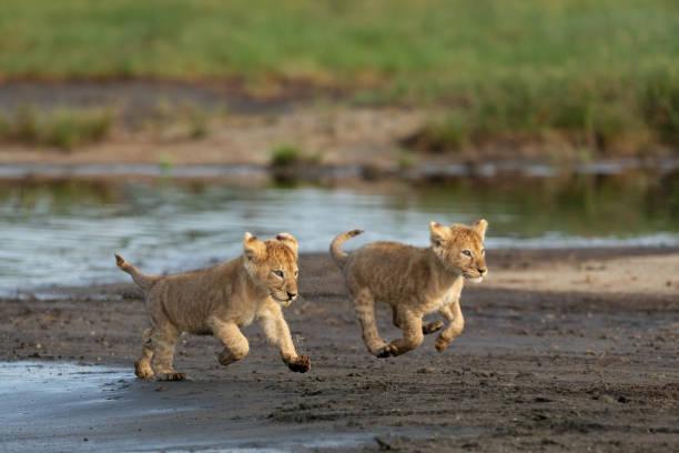 Safari Months in Tanzania Tanzania safari guide image 3
