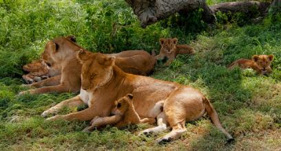 Safari Park Fees in Tanzania Tanzania safari guide image 3