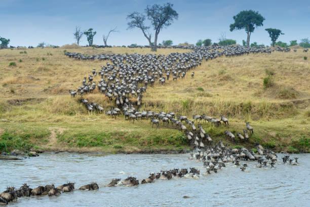 Safari Peak Season in Tanzania Tanzania safari guide image 1