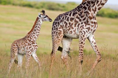 Safari Price Comparison in Tanzania Tanzania safari guide image 1