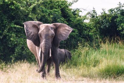Safari Price Comparison in Tanzania Tanzania safari guide image 2