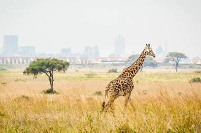 Safari Price Comparison in Tanzania Tanzania safari guide image 3