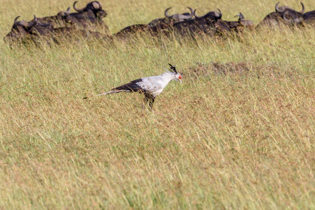 Secretarybird Tanzania safari guide image 1