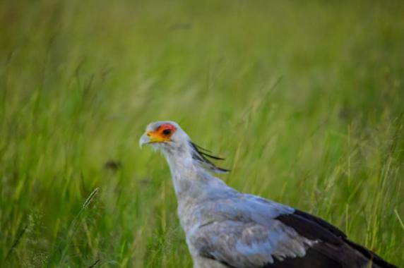 Secretarybird Tanzania safari guide image 3