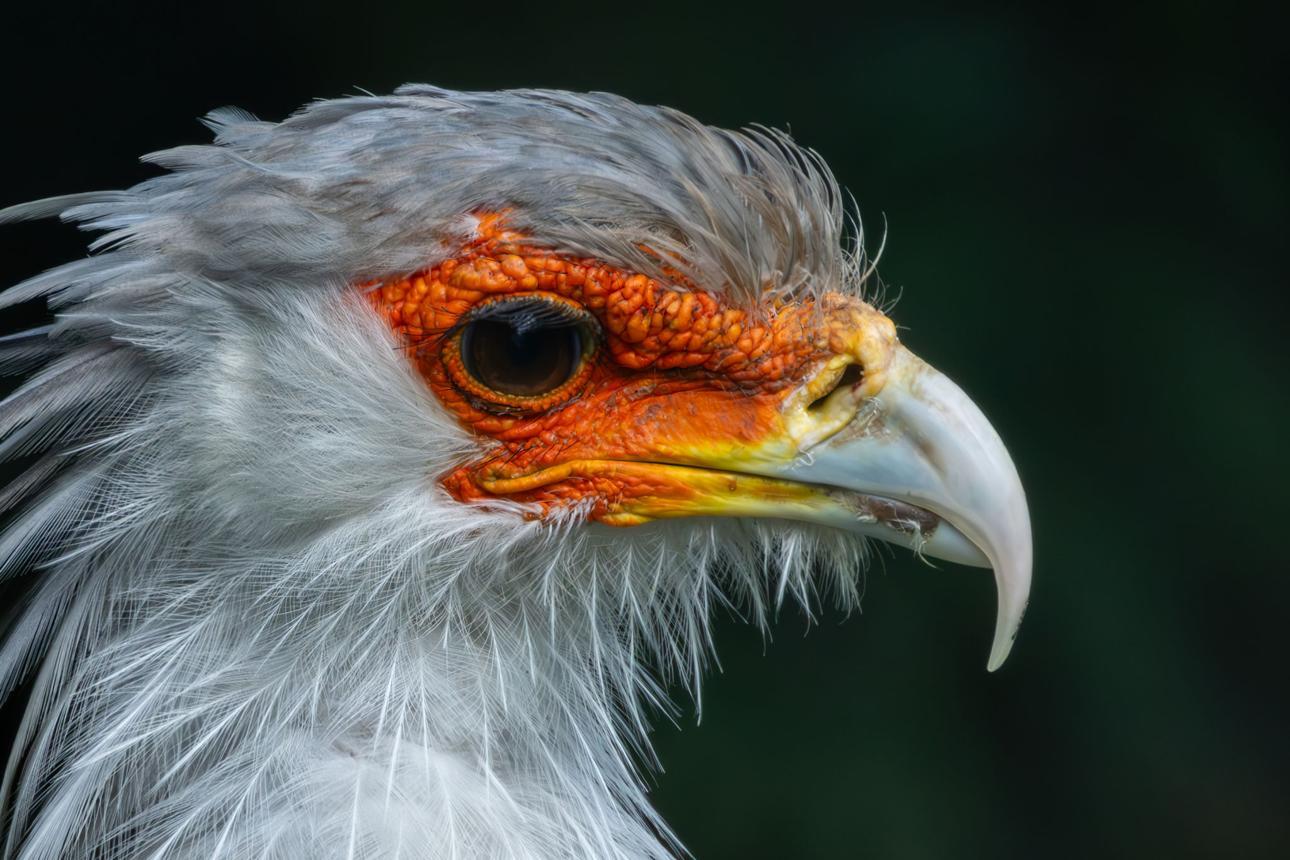 Secretarybird Tanzania safari guide image 4