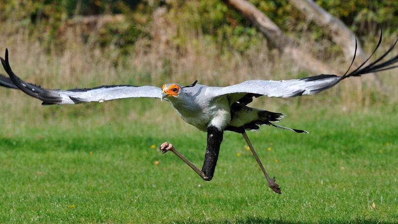 Secretarybird Tanzania safari guide image 5