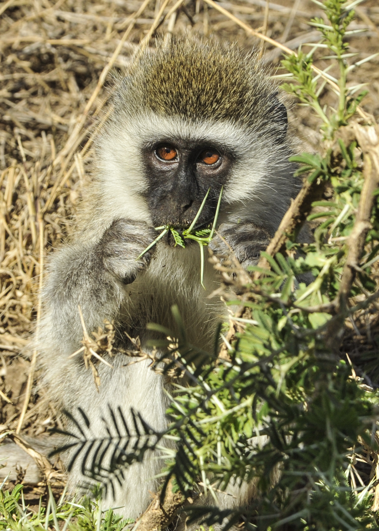 Real travel image for Serengeti Migration Safari Cost