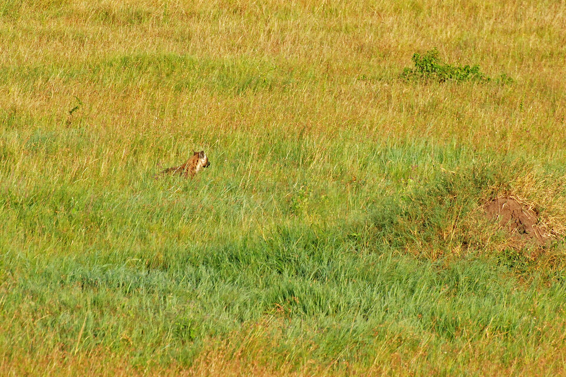 Family private safari in Tanzania with child friendly pacing